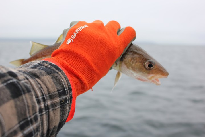 Life around the Bay #1 (with Tartar Sauce&nbsp;Recipe)